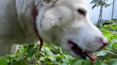 Uttarakhand, Hindistan 'daki evcil bir Beyaz Himalaya çoban köpeğinin cazibesini yakalayın. Yeşil yapraklar ve bitkilerden oluşan sağlıklı bir ziyafetin tadını çıkarın..