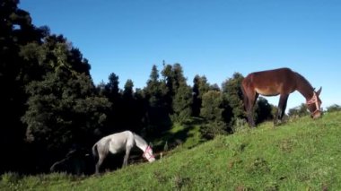 Himalaya bölgesinin çayırlarında otlayan beyaz bir at. Arka planda güzel manzaralar ve çam ağaçları var. Uttarakhand Hindistan.