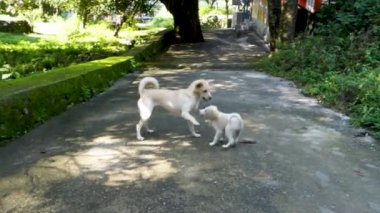 Uttarakhand 'ın muhteşem cazibesi, anne bir köpekle sevimli yavrusu arasındaki iç açıcı oyuna tanıklık ediyor. Hindistan 'da saf köpek sevincini yakalamak.