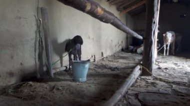 Uttarakhand, Hindistan 'da bir çamur evin içine bağlanmış çiftlik hayvanları ve sığırlar. Çiftçilik ve Hayvancılık.
