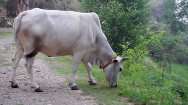 Tiro Aislado Vaca Blanca India Badri Región Del Himalaya Superior — Vídeos de Stock
