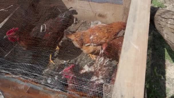 Gallinas Rojas Enjauladas Dentro Del Hogar Uttarakhand Establecimiento Doméstico — Vídeo de stock