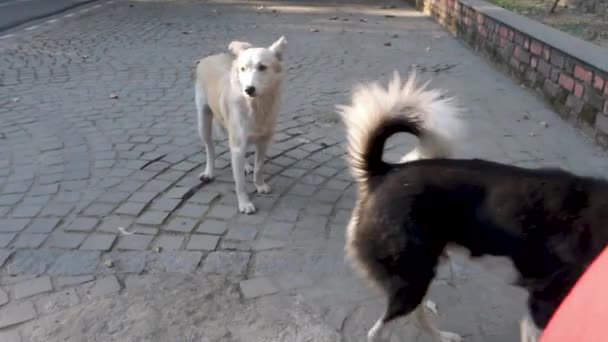 Dehradun Uttarakhand India Grupo Perros Callejeros Pie Una Pared Piedra — Vídeo de stock
