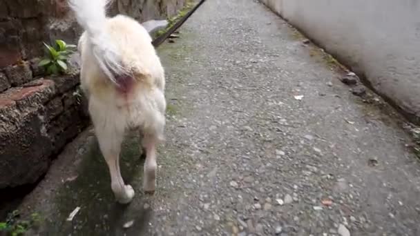 Ein Weißer Himalayanischer Schäferhund Der Leine Schaut Pov — Stockvideo