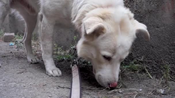 Nahaufnahme Eines Weißen Himalaya Hundes Der Leine Der Herumschnüffelt — Stockvideo