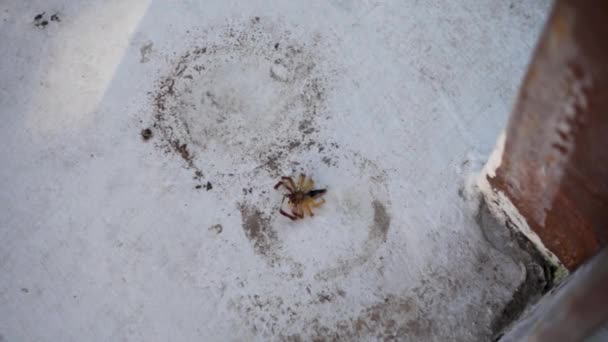 아시아 우림에서 활기찬 스파이더 줄무늬 점퍼의 클로즈업 서식지에 흥미로운 Arachnid — 비디오