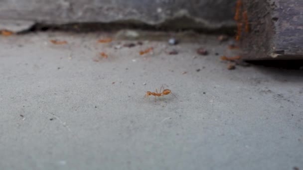近照的红色花园蚂蚁小径 Uttarakhand India — 图库视频影像