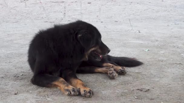 Big Black Mastiff Stray Dog Sitting Dusty Road India — Stock video