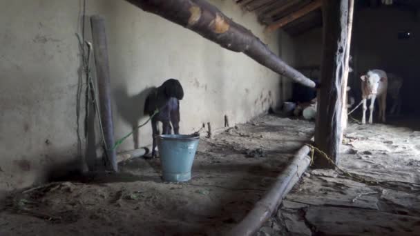 Cabras Ganado Vacuno Atado Dentro Una Casa Barro Uttarakhand Rural — Vídeos de Stock