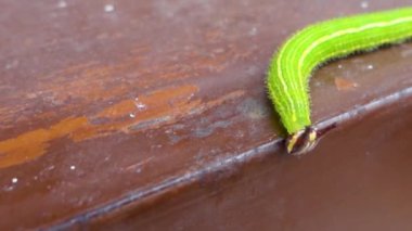 A close up shot of Melanitis leda, the common evening brown Caterpillar on a hard surface background. India