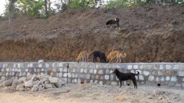 Dehradun, uttarakhand, Hindistan. Taş duvarda duran bir grup sokak köpeği..