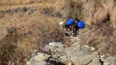 Nag Tibba Trek: Uttarakhand, Hindistan 'da Atlar ve Katırlar Yükleri Yüklüyor. Macera, Kamp ve Seyahat Varış Görüntüleri. Sürüsü Hayvanlarla Görkemli Hillside Yolculuğu.
