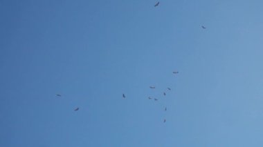 Gökyüzü: Himalaya Altın Kartalları, Güneşli bir günde Mavi Gökyüzü ile Gliding High grubunda. Otantik Stok Görüntüleri Uttarakhand, Hindistan 'daki görkemli yaban hayatını yakalıyor