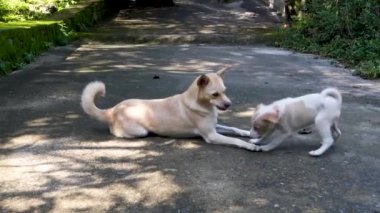 Uttarakhand 'ın muhteşem cazibesi, anne bir köpekle sevimli yavrusu arasındaki iç açıcı oyuna tanıklık ediyor. Hindistan 'da saf köpek sevincini yakalamak.