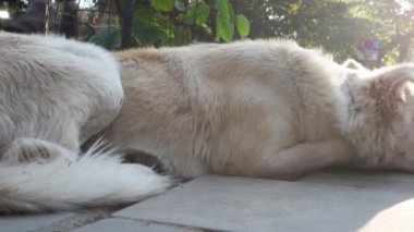 Oyuncak Hareketli Beyaz Sokak Köpeğinin Sinematik Yakın Çekimi, Yere Pençeler Yerleştirildi. Uttarakhand, Hindistan 'da Bir Yol Kenarı Duygusal Anı.