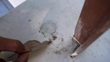 Hindistan 'ın Asya yağmur ormanlarından canlı zıplayan örümceği, İki Çizgili Jumper' ın yakın çekimi. Doğal ortamında eklembacaklıları merak uyandırıyor. Uttarakhand Hindistan.