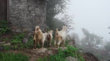 Uttarakhand, Hindistan, sakin sisin ortasında koyun ve keçi sürüsüyle ilgilenen yerli bir adam gibi. Kırsal hayatın özünü yansıtan otantik stok görüntüleri