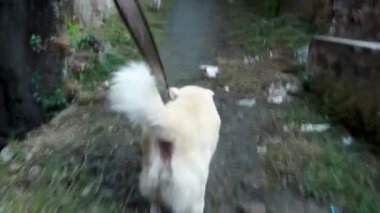 Tasmalı beyaz bir Himalayalı çoban köpeği..