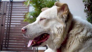 Uttarakhand 'ın Gaddi Köpeği, kendini serinletmek için nefes nefese kalan Beyaz Himalayalı bir çoban köpeği. Hindistan.