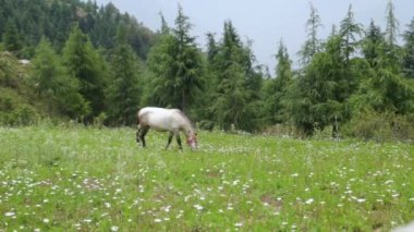 Himalaya bölgesinin çayırlarında otlayan beyaz bir at. Arka planda güzel manzaralar ve çam ağaçları var. Uttarakhand Hindistan.