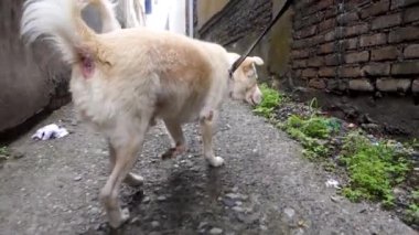 Tasmalı beyaz bir Himalayalı çoban köpeği..