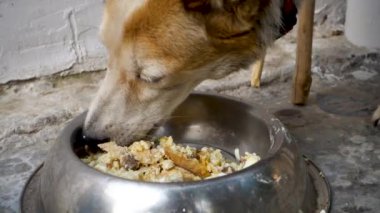 Hindistan 'da evcil bir evde evcil hayvanını yiyen bir köpeğin sinemaları..