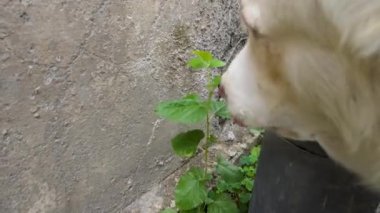 Uttarakhand, Hindistan 'daki evcil bir Beyaz Himalaya çoban köpeğinin cazibesini yakalayın. Yeşil yapraklar ve bitkilerden oluşan sağlıklı bir ziyafetin tadını çıkarın..