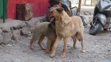 Uttarakhand 'ın muhteşem cazibesi, anne bir köpekle sevimli yavrusu arasındaki iç açıcı oyuna tanıklık ediyor. Hindistan 'da saf köpek sevincini yakalamak.