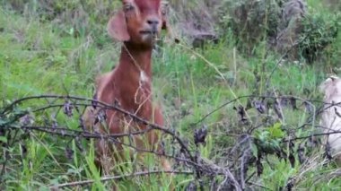 Himalaya Tahr, Evcil Keçi (Capra aegagrus hircus). Uttarakhand kırsalında canlı Himalaya dağ keçileri. Çiftlik hayvanları sahnesi.