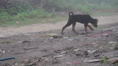 Uttarakhand 'ın kış mistiği: sislerin içinde gezinen siyah bir sokak köpeğinin sinematik çekimi. Hindistan