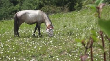 Himalaya bölgesinin çayırlarında otlayan beyaz bir at. Arka planda güzel manzaralar ve çam ağaçları var. Uttarakhand Hindistan.