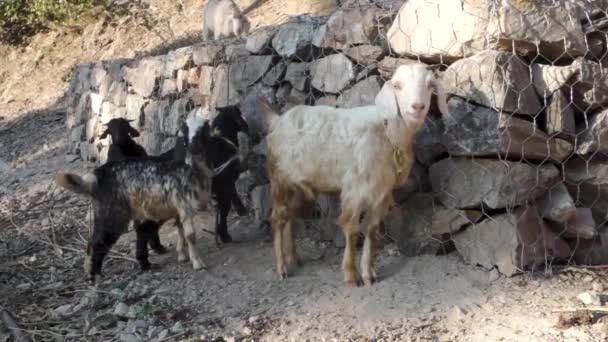 ヒマラヤン タハール 国内のヤギ カトラガグラス ハカス ウッタルカンド地方の活発なヒマラヤ山羊 家畜のシーン — ストック動画