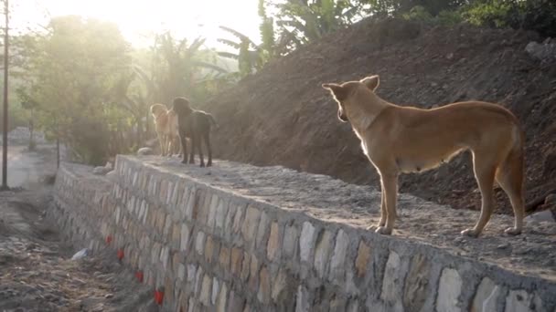 Dehradun Uttarakhand Hindistan Taş Duvarda Duran Bir Grup Sokak Köpeği — Stok video