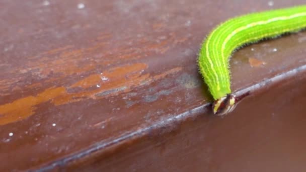 Close Shot Melanitis Leda Common Evening Brown Caterpillar Hard Surface — 图库视频影像