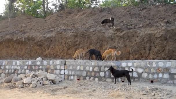 Dehradun Uttarakhand India Group Stray Dogs Standing Stone Wall — ストック動画