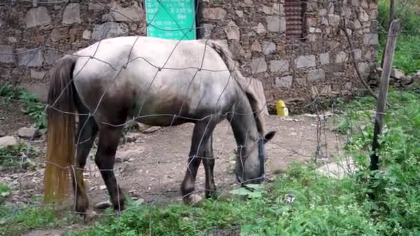 Grazing Horse Meadows Upper Himalayan Region Uttarakhand India — Αρχείο Βίντεο