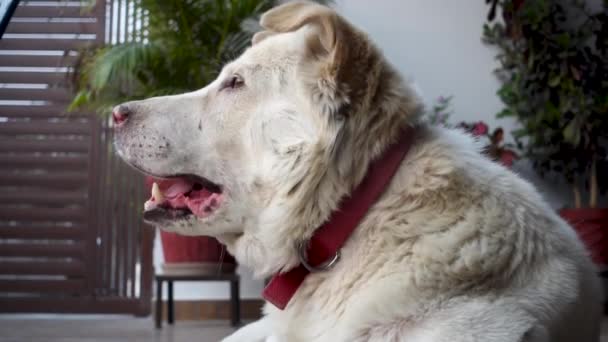 Uttarakhand Gaddi Dog Pastor Blanco Del Himalaya Custodiando Con Majestuosos — Vídeos de Stock