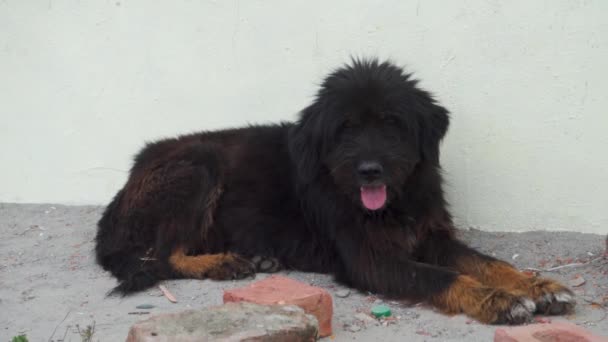 Big Black Mastiff Stray Dog Sitting Dusty Road India — Video