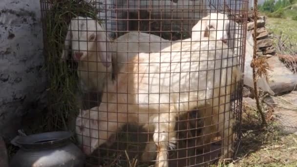 Kleine Weiße Ziegenkinder Einem Runden Zaun Einem Dorf Auf Dem — Stockvideo