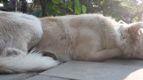 Κινηματογραφικό Κοντινό Πλάνο Ενός Λευκού Αδέσποτου Σκύλου Παιχνιδιάρικη Χειρονομία Paws — Αρχείο Βίντεο
