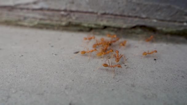 Primer Plano Del Sendero Hormigas Del Jardín Rojo Uttarakhand India — Vídeo de stock