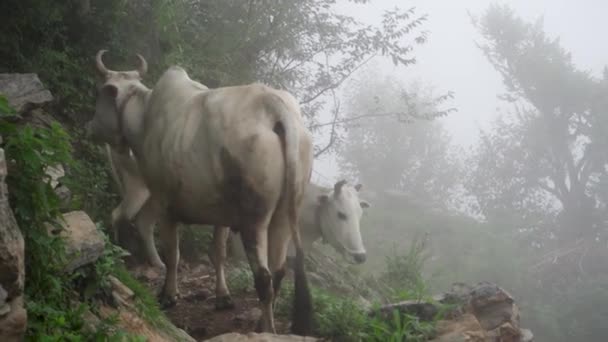 Tiro Aislado Vaca Blanca India Badri Región Del Himalaya Superior — Vídeo de stock