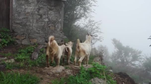 Uttarakhand Hindistan Sakin Sisin Ortasında Koyun Keçi Sürüsüyle Ilgilenen Yerli — Stok video