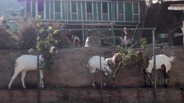ヒマラヤン タハール 国内のヤギ カトラガグラス ハカス ウッタルカンド地方の活発なヒマラヤ山羊 家畜のシーン — ストック動画