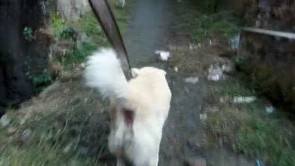 Een Witte Himalaya Herder Hond Aan Een Riem Zoek Naar — Stockvideo