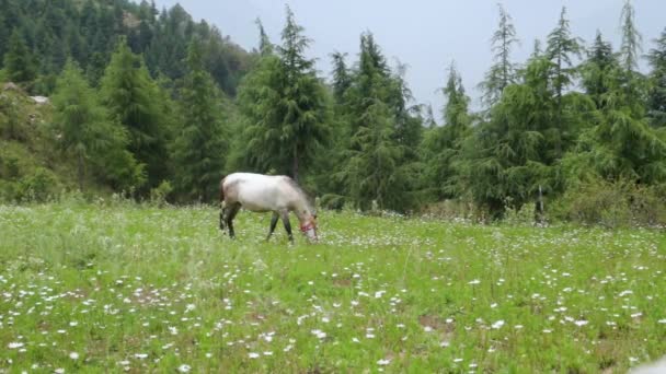 Bílý Kůň Pasoucí Loukách Himálajské Oblasti Krásnou Krajinou Borovicovou Linií — Stock video