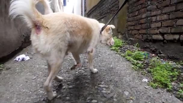 Biały Himalajski Pies Pasterski Smyczy Patrzy — Wideo stockowe