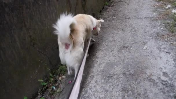 White Himalayan Shepherd Dog Leash Looking — 비디오