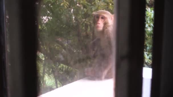城市野生动物遭遇 猴子在印第安家园的陷阱 印度家庭橱窗外好奇的猴子 住宅环境中野生动物入侵的镜头 — 图库视频影像