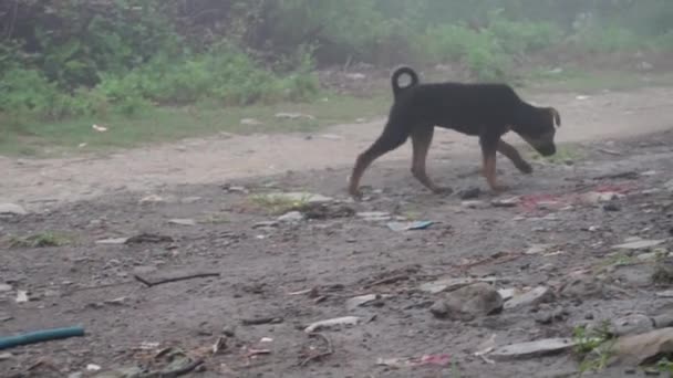 Uttarakhand의 안개에서 방황하는 스트레이 강아지의 시네마틱 인도에서 — 비디오